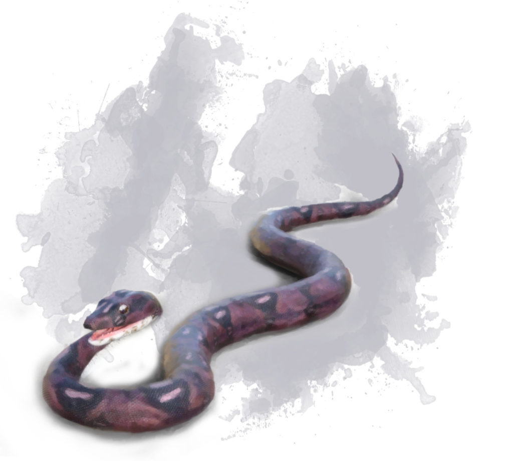 Constrictor Snake