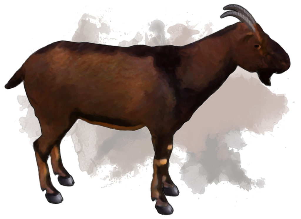 Giant Goat