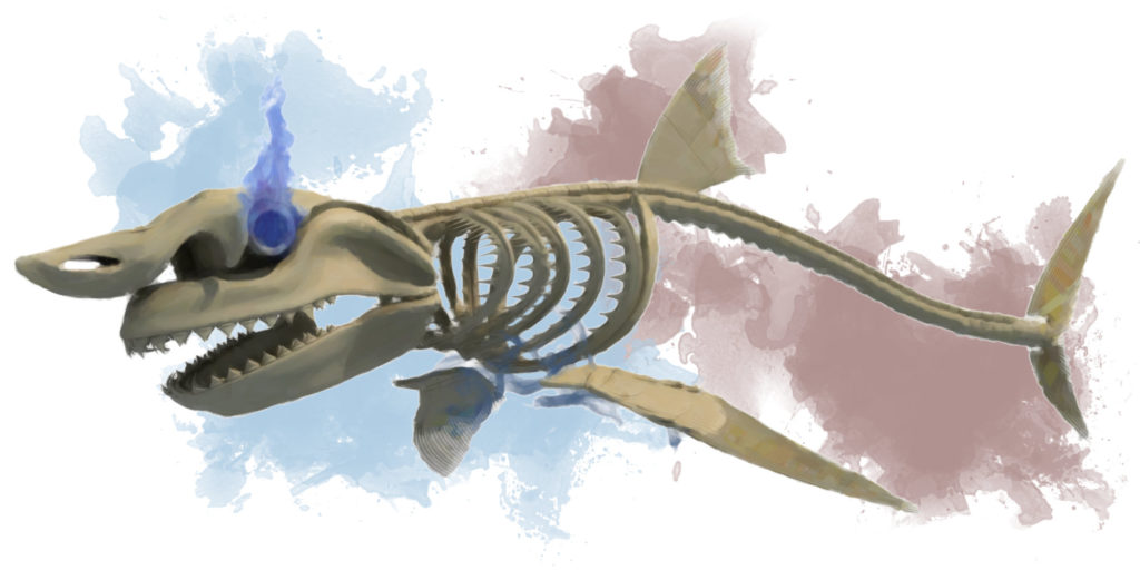 Giant Shark Skeleton
